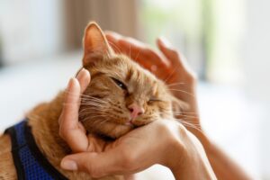 Mehr über den Artikel erfahren Veterinärwesen und gesundheitlicher Verbraucherschutz